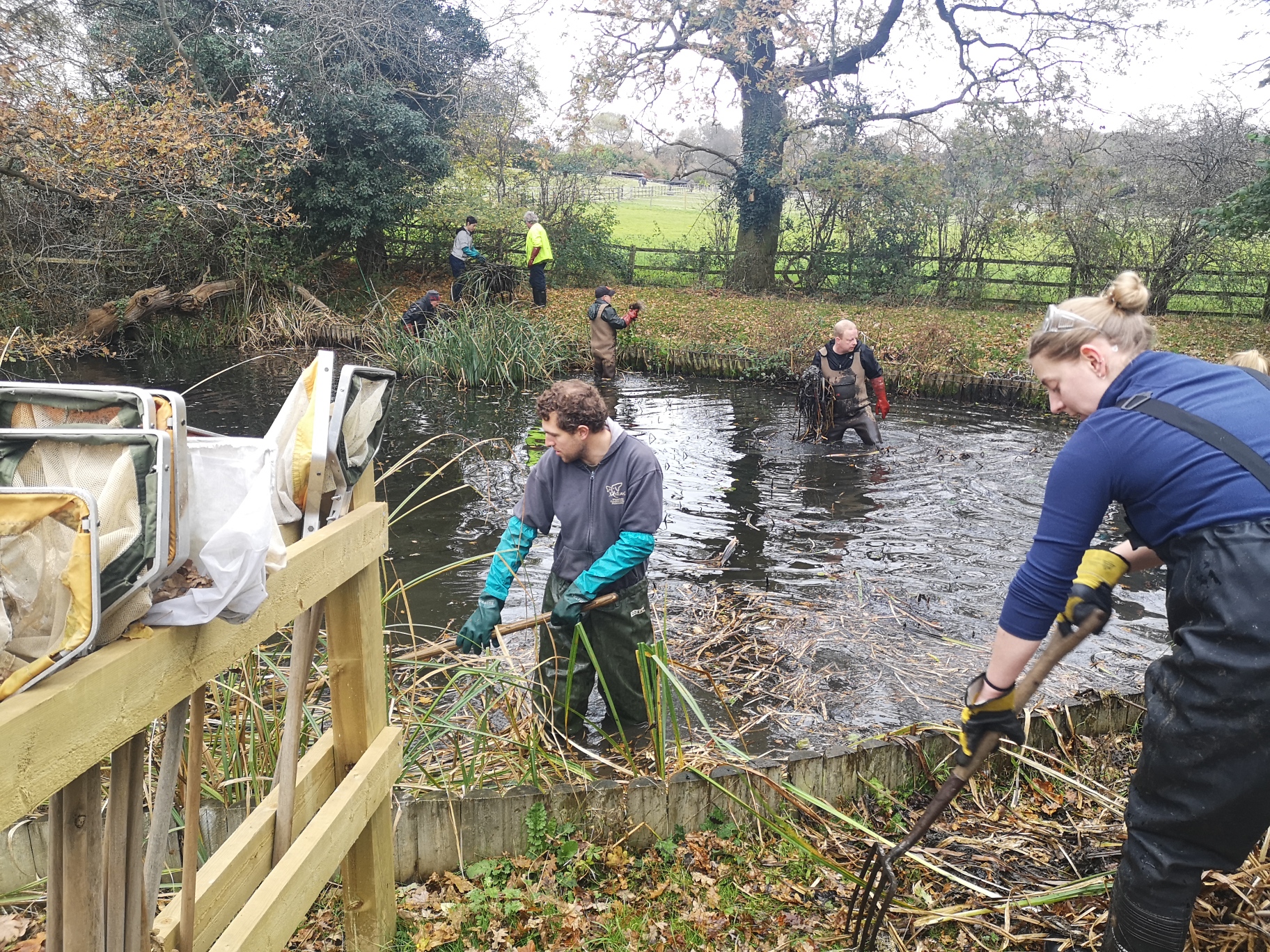 people in waders clearing out vegetation from a pond