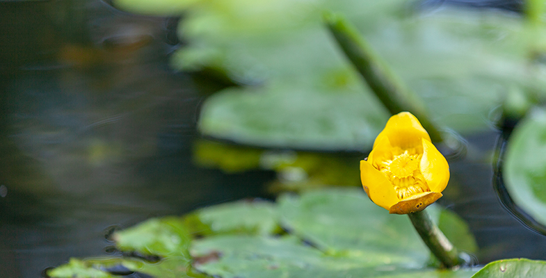 Yellow water Lily flower 